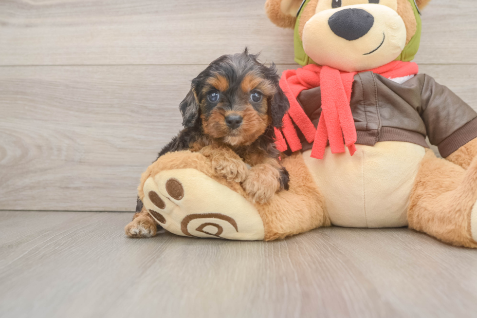 Fluffy Cavapoo Poodle Mix Pup