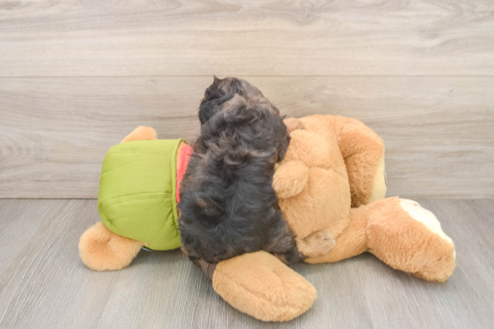 Best Cavapoo Baby