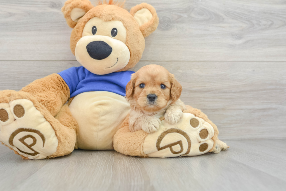 Petite Cavapoo Poodle Mix Pup