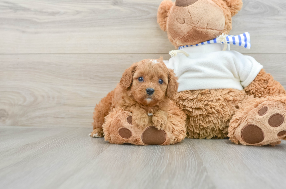 6 week old Cavapoo Puppy For Sale - Windy City Pups