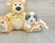 6 week old Cavapoo Puppy For Sale - Windy City Pups