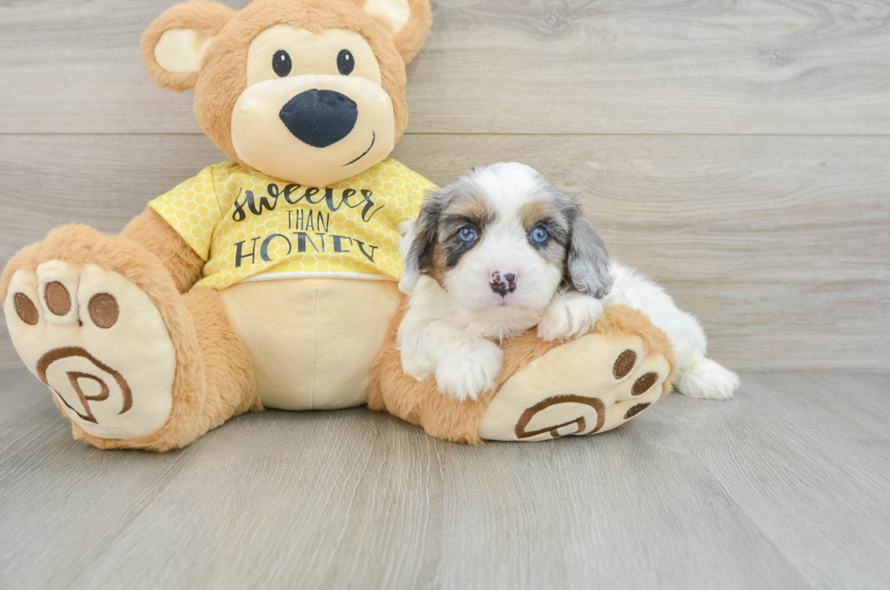 6 week old Cavapoo Puppy For Sale - Windy City Pups