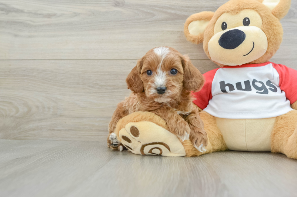 5 week old Cavapoo Puppy For Sale - Windy City Pups