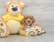 7 week old Cavapoo Puppy For Sale - Windy City Pups