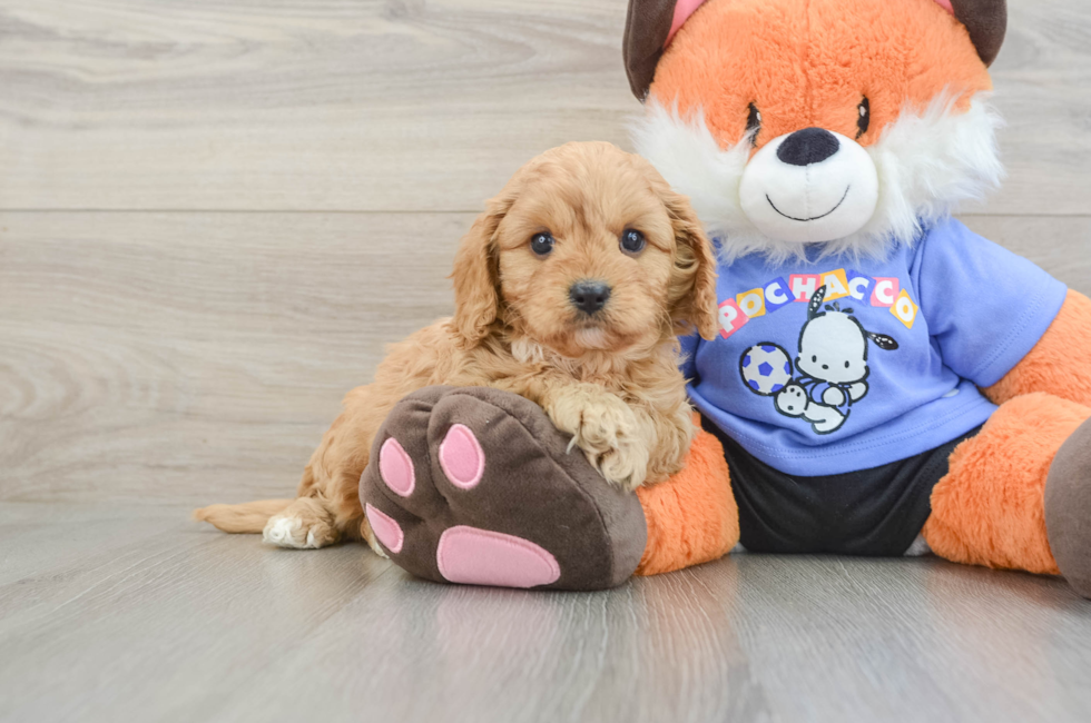 8 week old Cavapoo Puppy For Sale - Windy City Pups