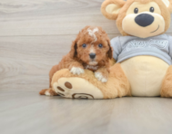 9 week old Cavapoo Puppy For Sale - Windy City Pups