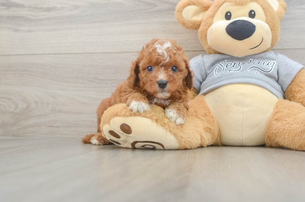 5 week old Cavapoo Puppy For Sale - Windy City Pups