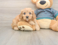 9 week old Cavapoo Puppy For Sale - Windy City Pups