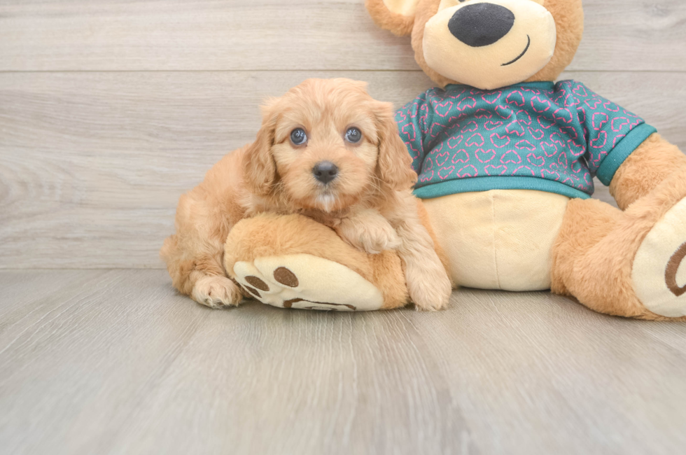 8 week old Cavapoo Puppy For Sale - Windy City Pups
