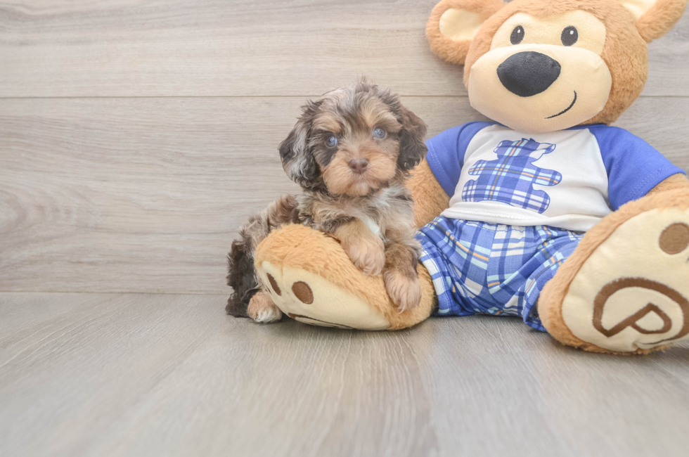 6 week old Cavapoo Puppy For Sale - Windy City Pups