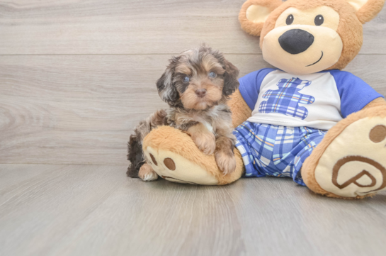 5 week old Cavapoo Puppy For Sale - Windy City Pups Happy Cavapoo Baby