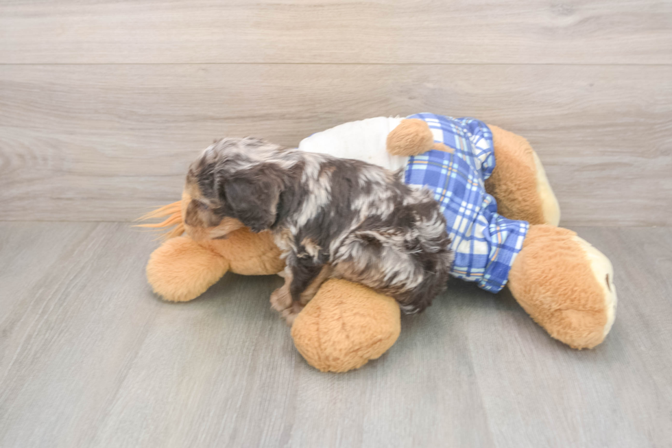 Meet Goody Boy - our Cavapoo Puppy Photo  3/3 - Windy City Pups Best Cavapoo Baby