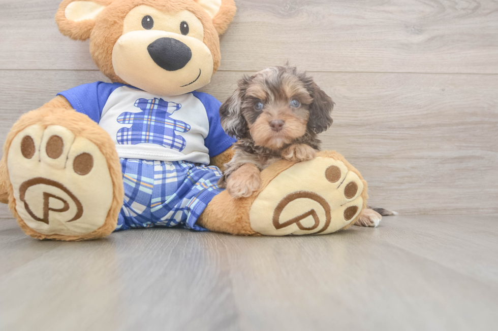 Meet Goody Boy - our Cavapoo Puppy Photo  2/3 - Windy City Pups Cavapoo Puppy for Adoption