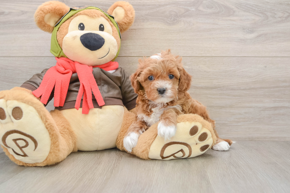 Cavapoo Pup Being Cute
