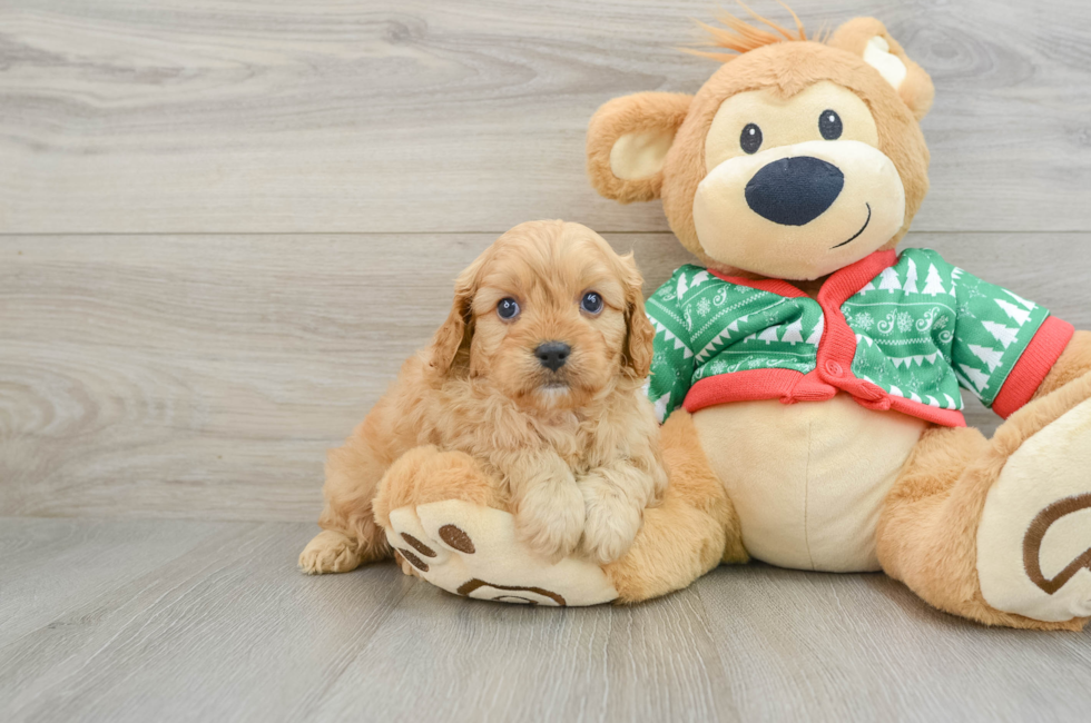 5 week old Cavapoo Puppy For Sale - Windy City Pups