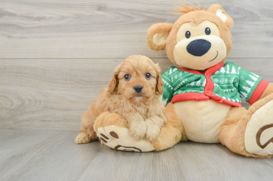 Playful Cavapoodle Poodle Mix Puppy