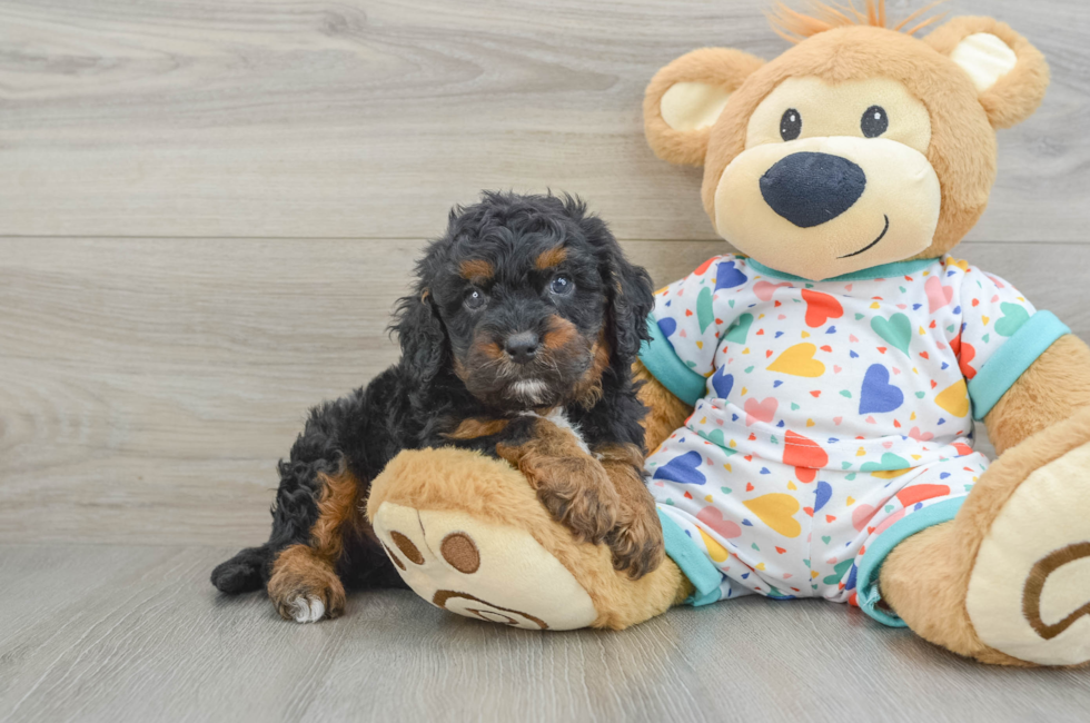 6 week old Cavapoo Puppy For Sale - Windy City Pups