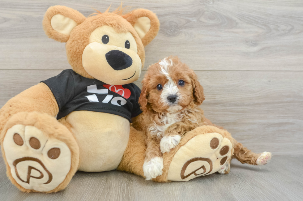 6 week old Cavapoo Puppy For Sale - Windy City Pups