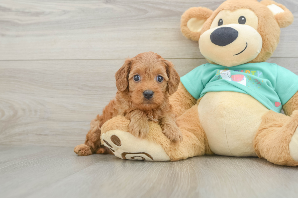 6 week old Cavapoo Puppy For Sale - Windy City Pups