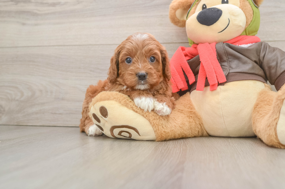 5 week old Cavapoo Puppy For Sale - Windy City Pups