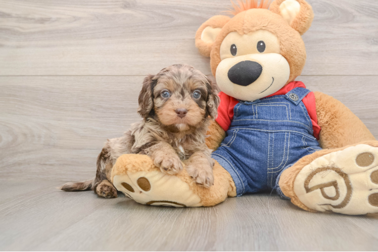 Best Cavapoo Baby