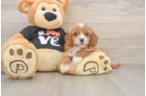 Cavapoo Puppy for Adoption