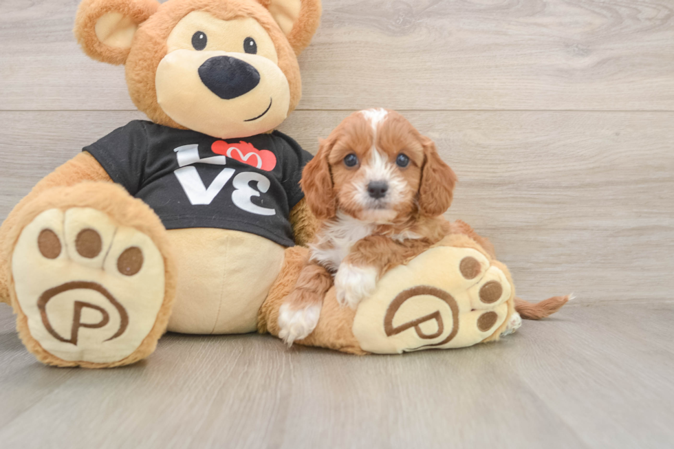 Cavapoo Puppy for Adoption