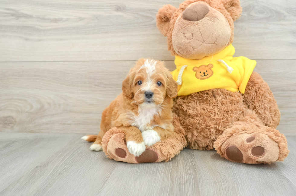 5 week old Cavapoo Puppy For Sale - Windy City Pups