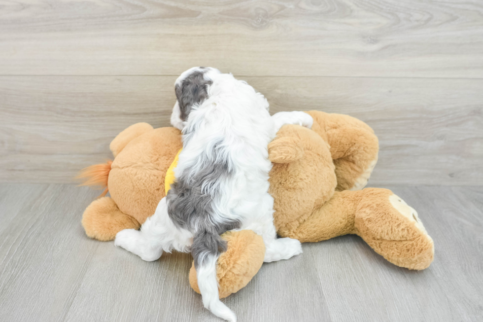 Cavapoo Pup Being Cute