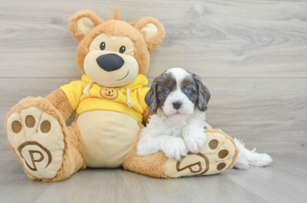 6 week old Cavapoo Puppy For Sale - Windy City Pups