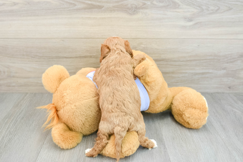 Friendly Cavapoo Baby