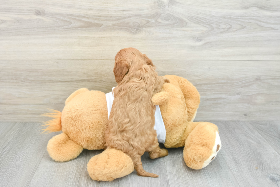 Cavapoo Pup Being Cute