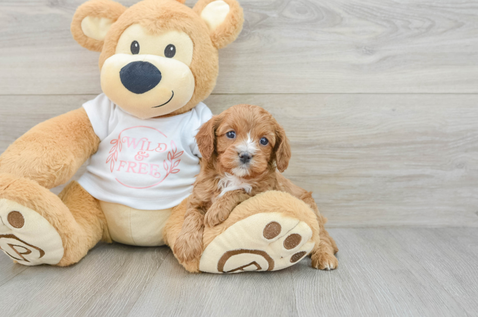 5 week old Cavapoo Puppy For Sale - Windy City Pups