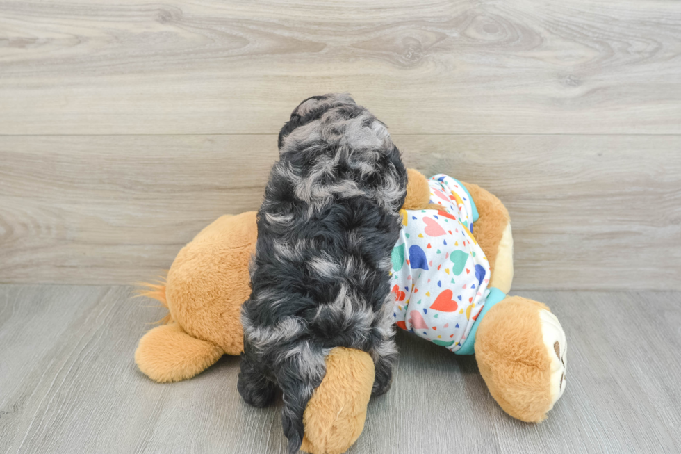 Happy Cavapoo Baby