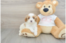 Cavapoo Pup Being Cute