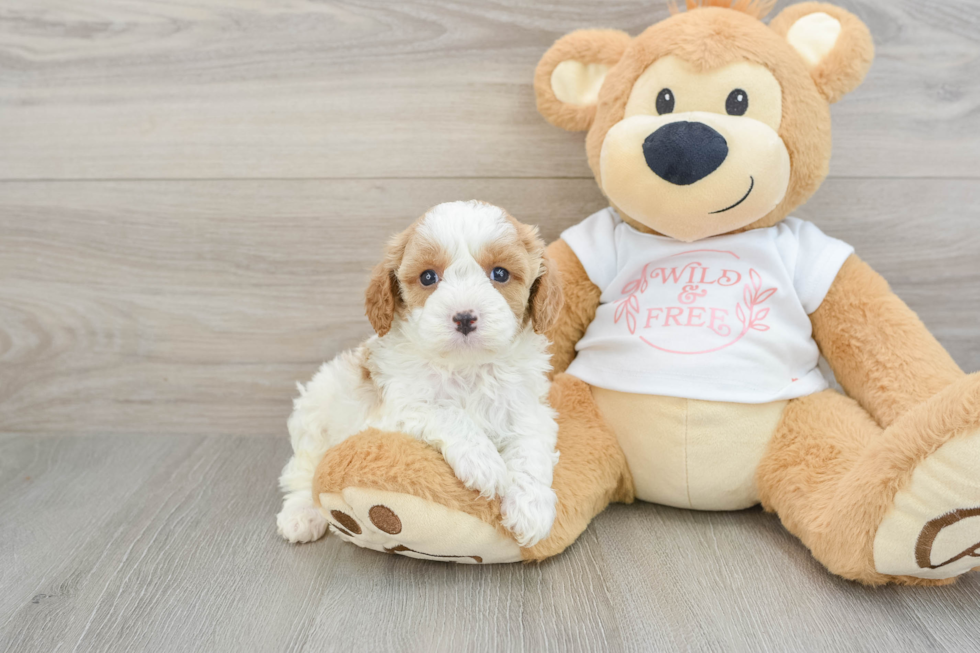 Cavapoo Pup Being Cute