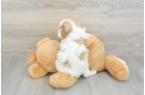 Popular Cavapoo Poodle Mix Pup