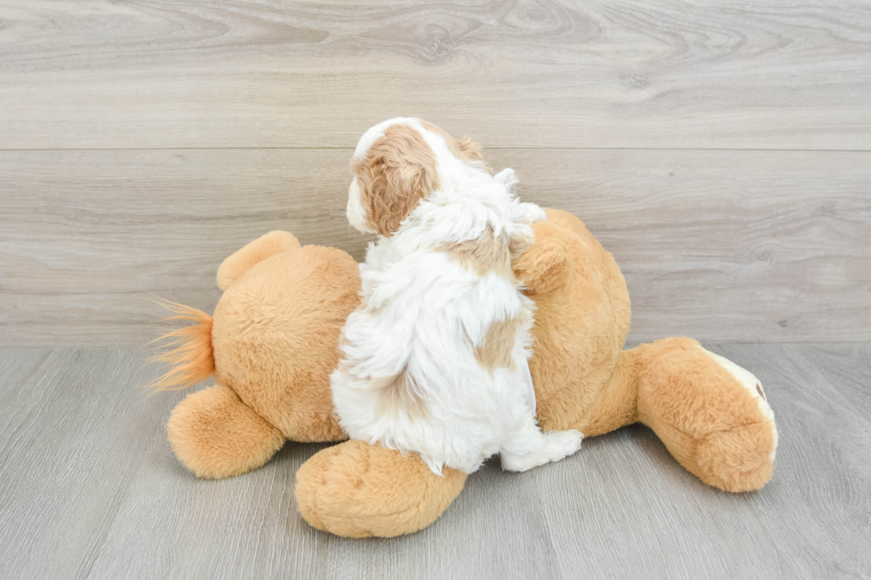 Popular Cavapoo Poodle Mix Pup