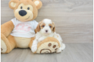 Smart Cavapoo Poodle Mix Pup