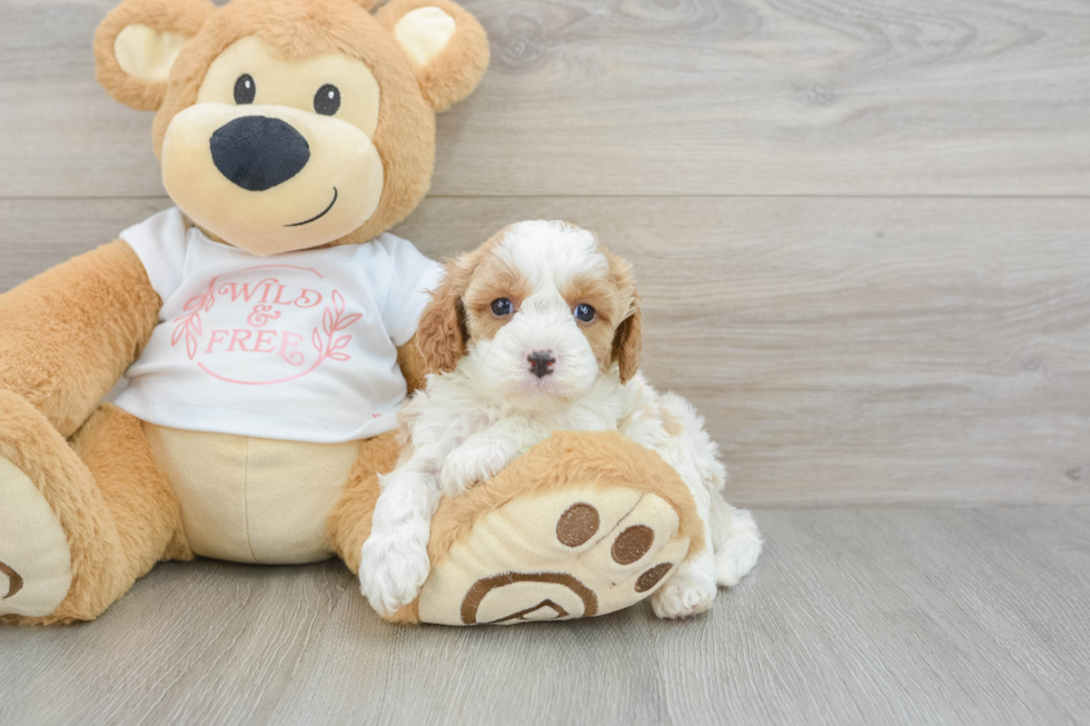 Smart Cavapoo Poodle Mix Pup