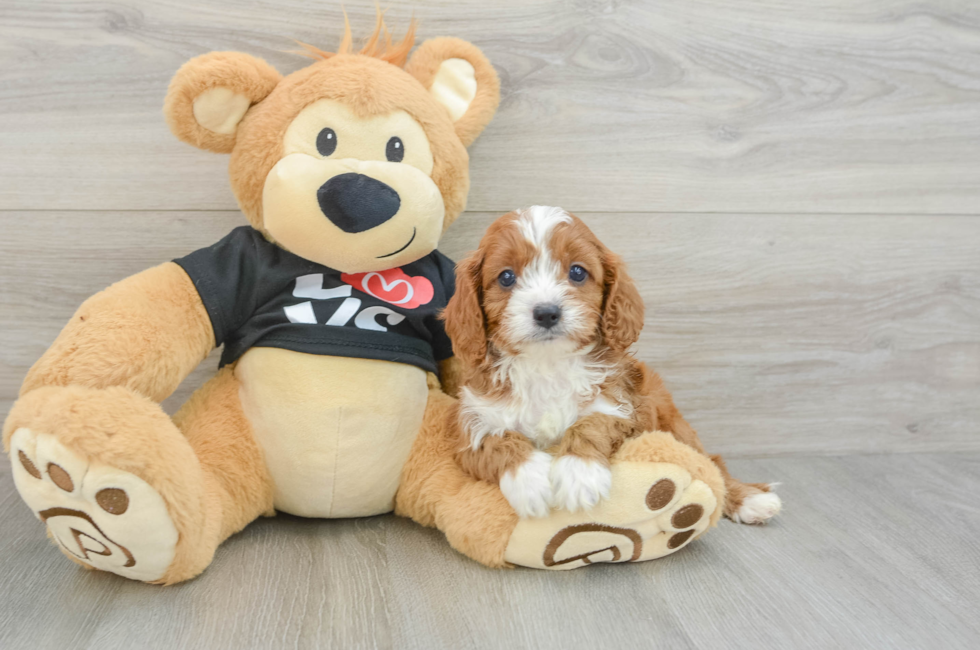 6 week old Cavapoo Puppy For Sale - Windy City Pups