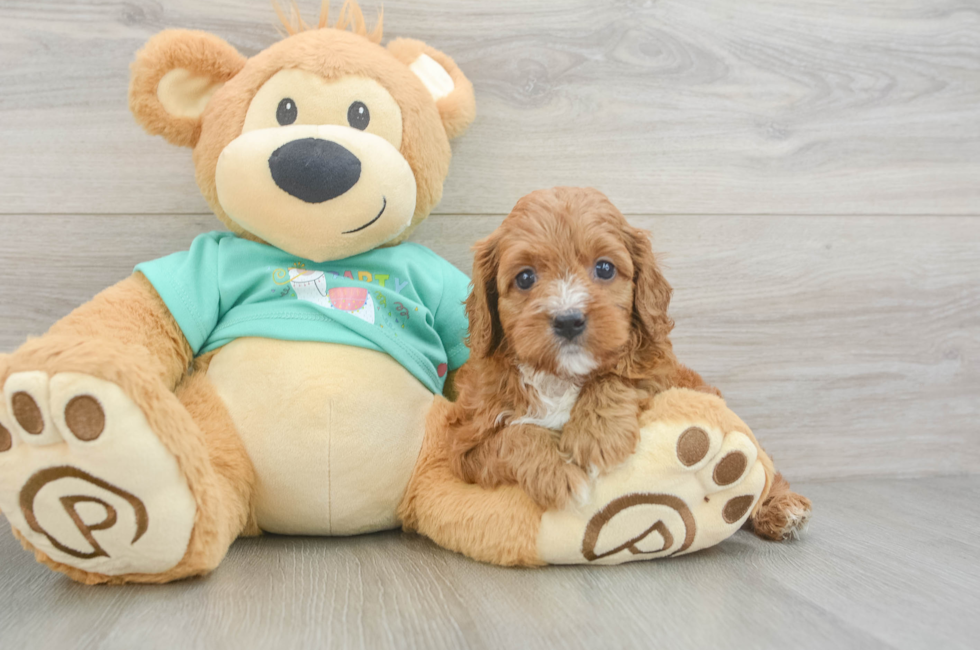 6 week old Cavapoo Puppy For Sale - Windy City Pups