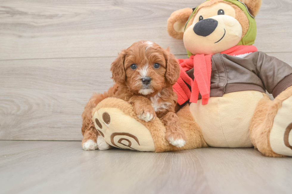 5 week old Cavapoo Puppy For Sale - Windy City Pups