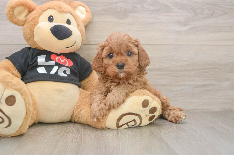 5 week old Cavapoo Puppy For Sale - Windy City Pups