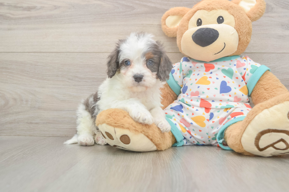Meet Happy - our Cavapoo Puppy Photo  2/3 - Windy City Pups Cavapoo Puppy for Adoption