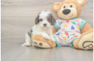 Meet Happy - our Cavapoo Puppy Photo  2/3 - Windy City Pups Cavapoo Puppy for Adoption