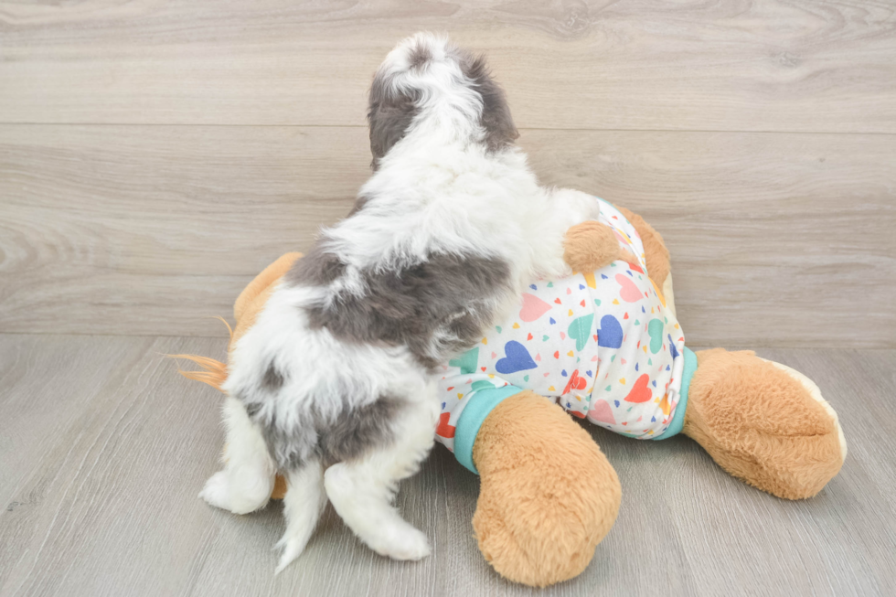 Meet Happy - our Cavapoo Puppy Photo  3/3 - Windy City Pups Cavapoo Pup Being Cute