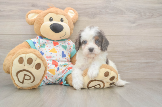 5 week old Cavapoo Puppy For Sale - Windy City Pups Cavapoo Pup Being Cute