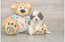 Meet Happy - our Cavapoo Puppy Photo  1/3 - Windy City Pups Cavapoo Pup Being Cute