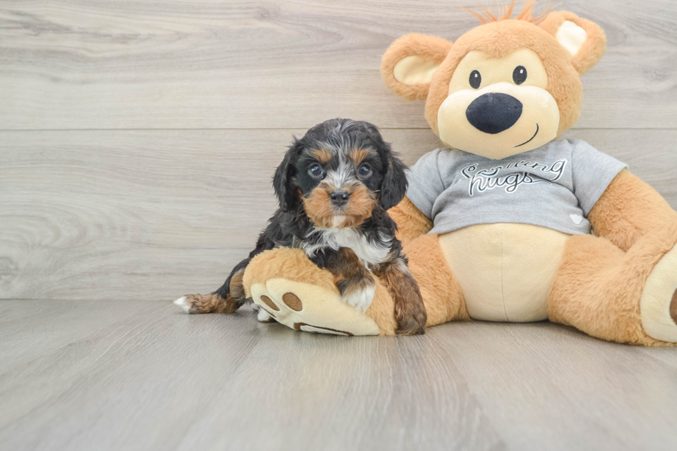 Smart Cavapoo Poodle Mix Pup
